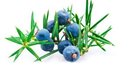 Ardıç Uçucu Yağı 1 kg Uçucu - 2
