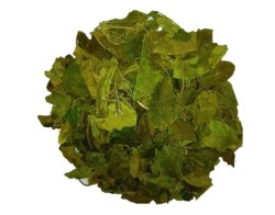 Cinnema Bitkisi (Gurmar Otu)
